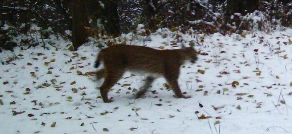 Dopo le segnalazioni i forestali confermano: c’è almeno una lince nei boschi fra Quart e Brusson